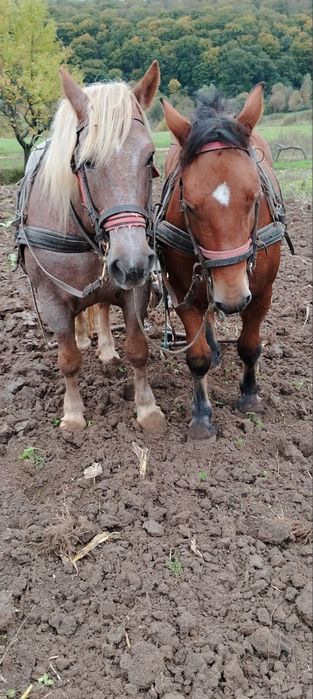 Vand doi cai castrati