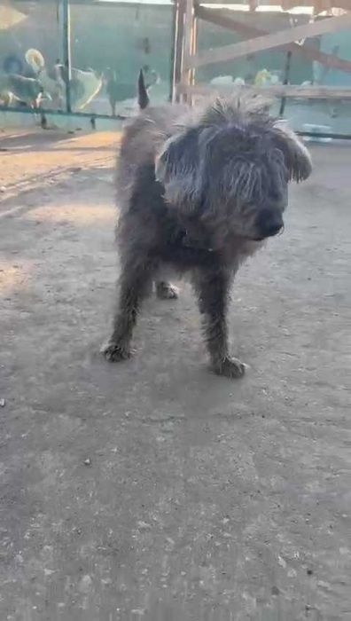 Пушок в ответственные руки