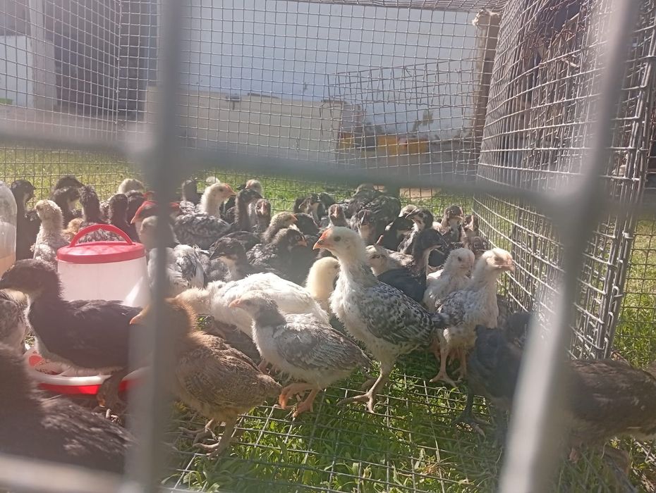 Балапандар сатлады