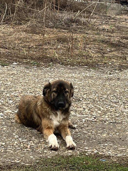 Cateluşă pentru adopție, dornica de joaca si iubire