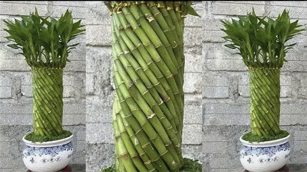 Бамбук символ счастья