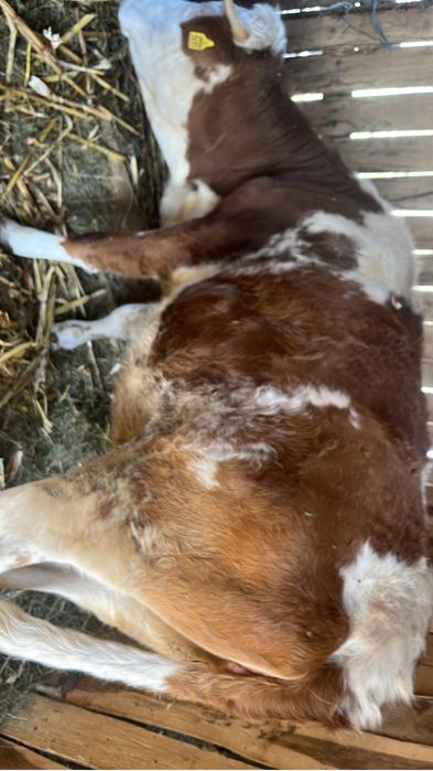 Vand juninca baltata romaneasca