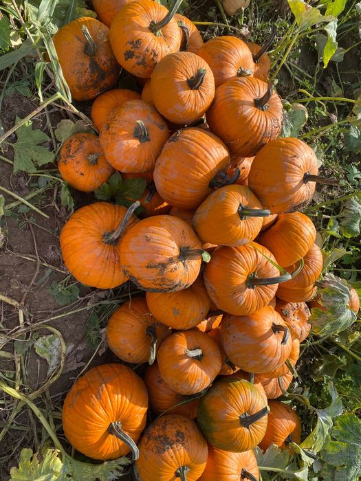 Dovleci de vanzare !