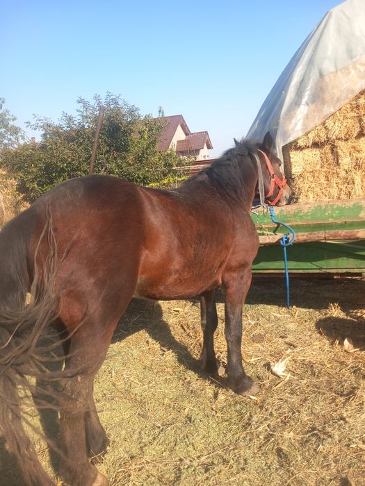 De vanzare cal de 2 ani jumate castrat
