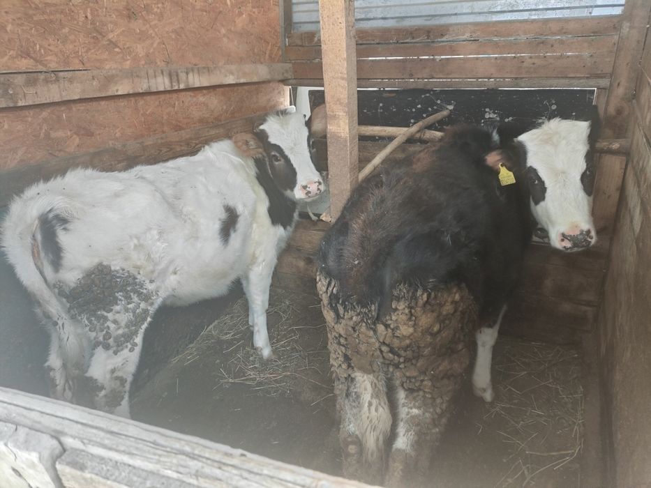 2 телочки Алатау и Сементал