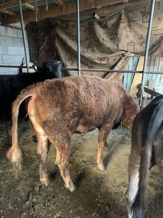 Телочка продам звоните