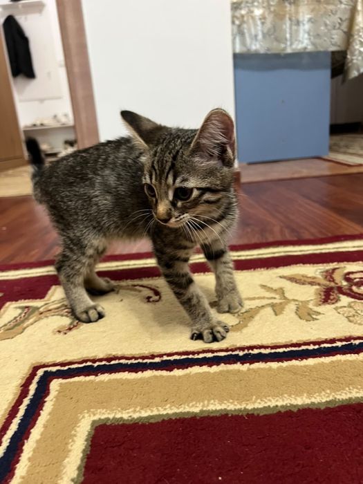 Бенгальский котенок