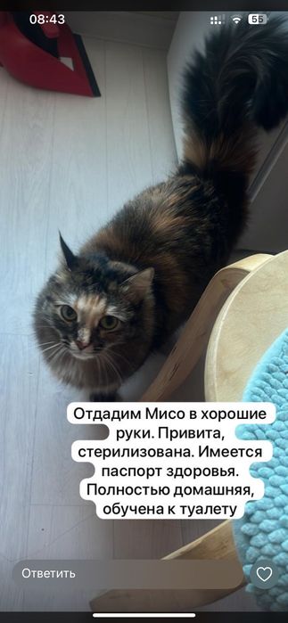 Отдам кошку в хорошие руки