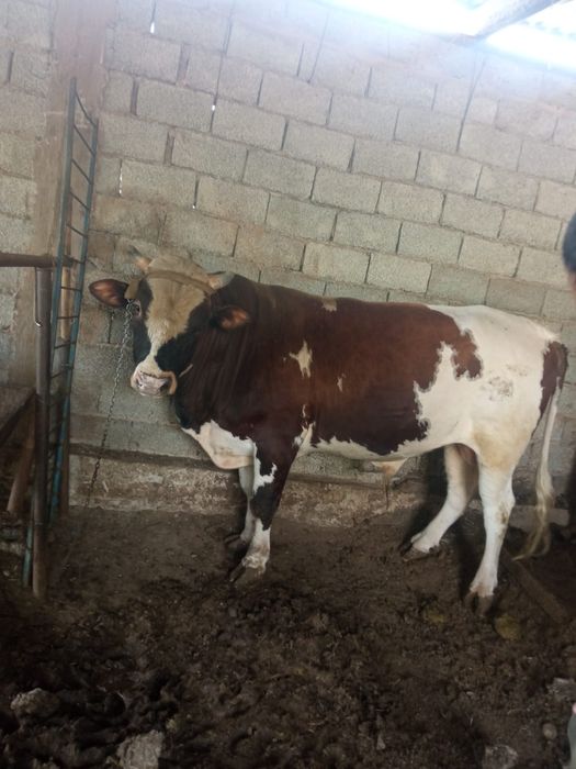 Бордакы огиз багылган