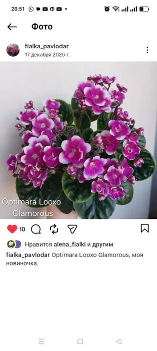 Сортовые фиалки лист 500тг