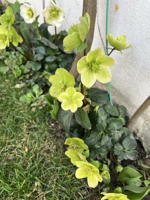 Trandafirul de craciun( Spanz)