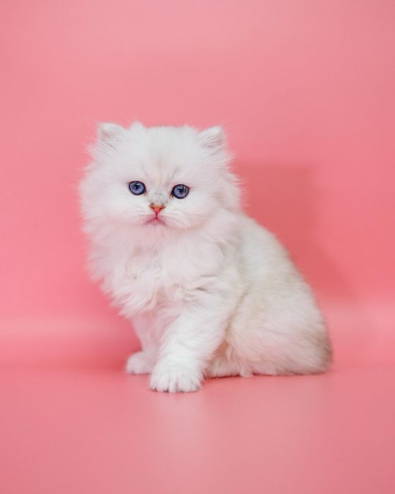 Серебро Шиншиллы котята