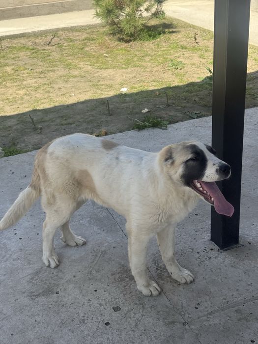 Срочно продается алабай сучка