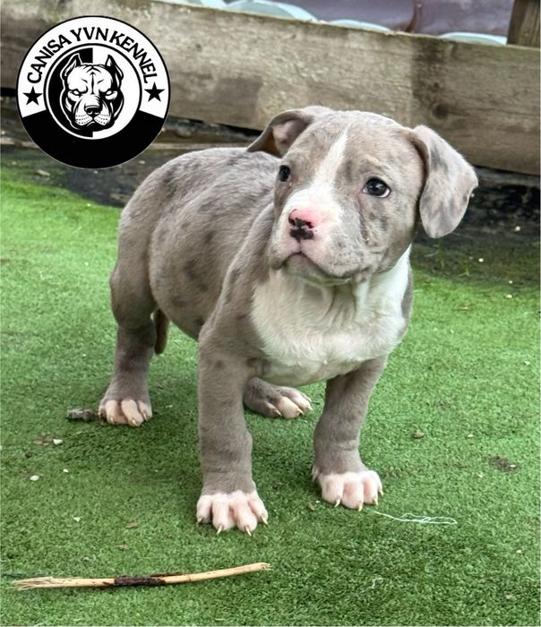 Mascul amstaff blue merle