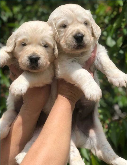 Голдън ретривър чистокръвни