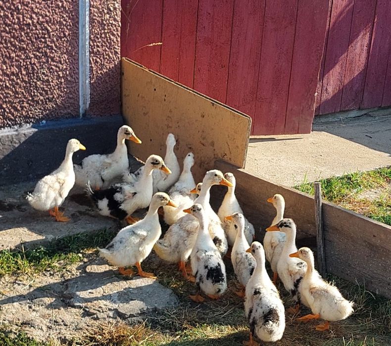 Rațe boboci de vanzare