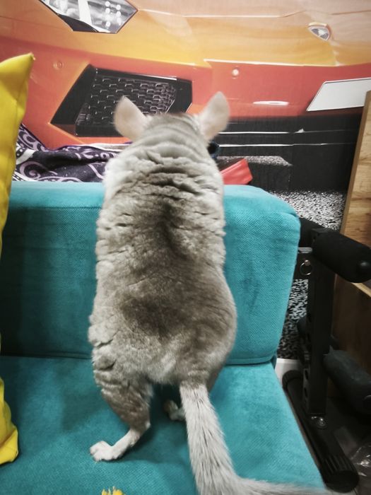 Продам   шиншилл