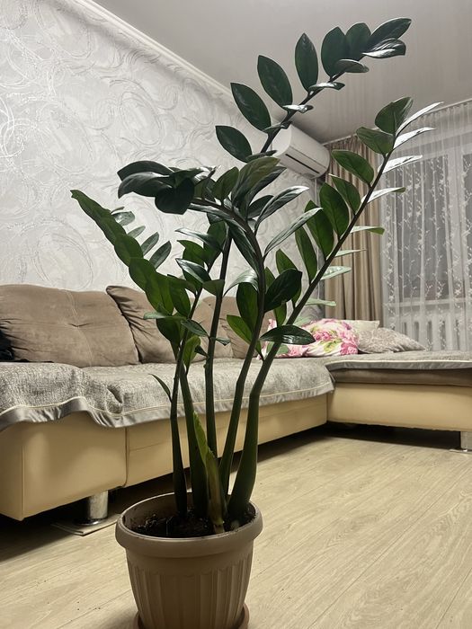 Долларовое дерево - замиокулькас