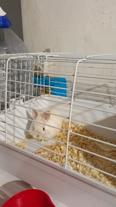 Кролик с клеткой