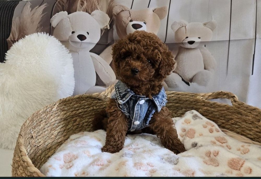 Пудел той Poodle toy генетични тестове на родитерите /родословие Момче