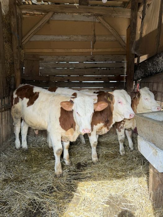 De vânzare  viței bălțați