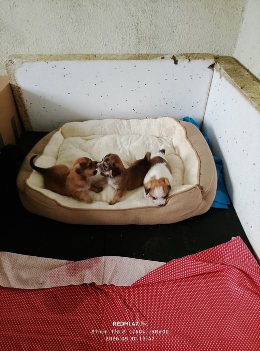 Cățeluși adorabili pentru adopție, au 6 săptămâni.