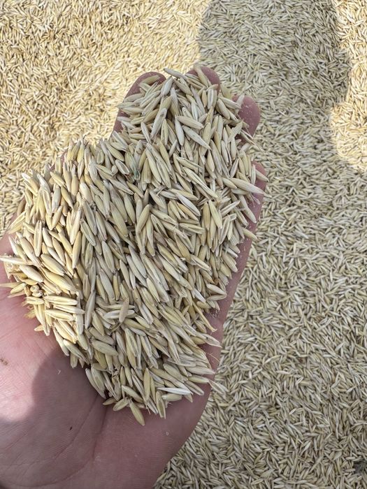 Vand ovaz muresana C1