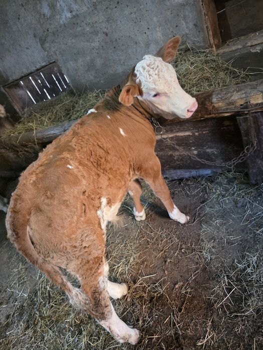 Vițel bălțat de vânzare