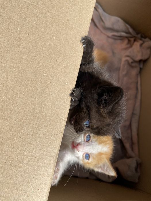 Котята мальчики.