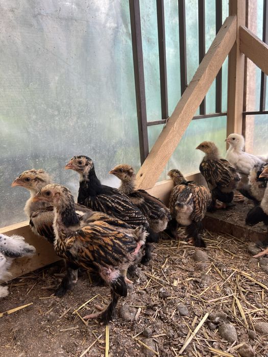 pui brahma gold laced