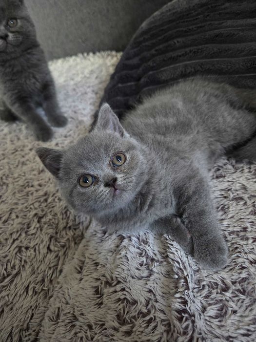 Pui British Scottish Fold