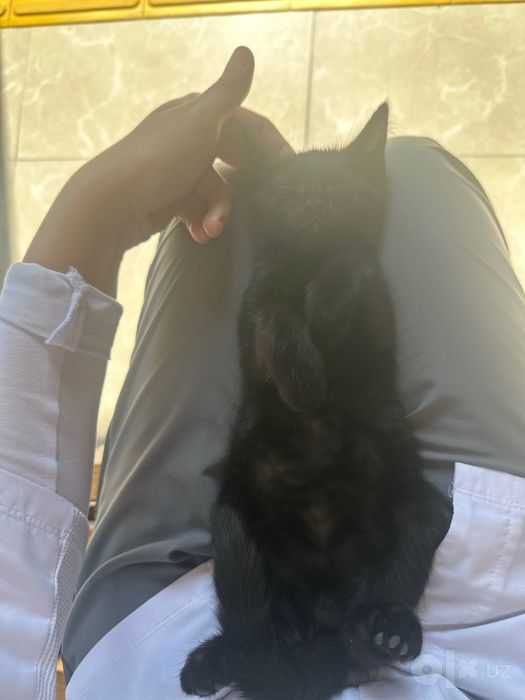 Котенок мальчик