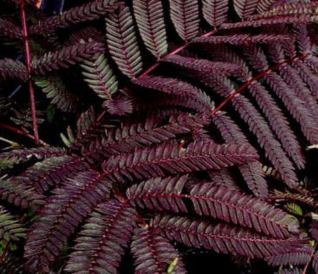 Seminte arbust summer chocolate