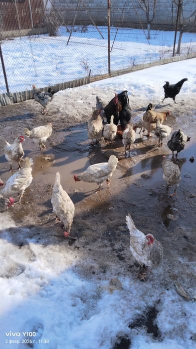Продам Домашние куры
