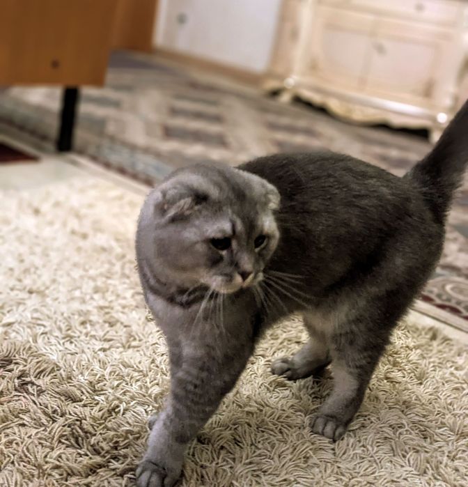 шотлданский кот в добрые руки