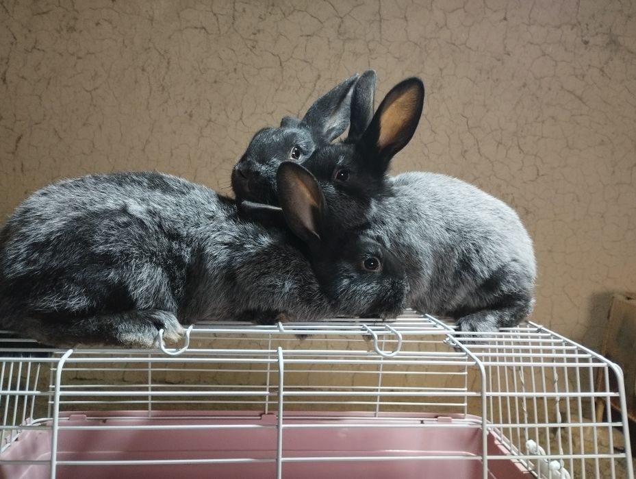 Paltavski serebro quyonlar sotiladi