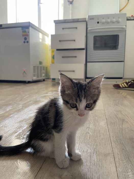 Котята сиамские смешанные
