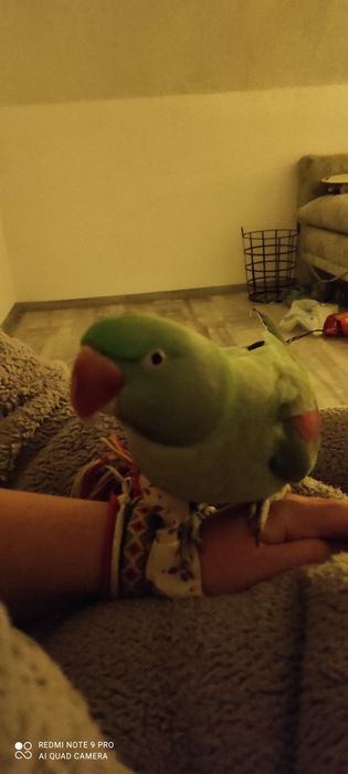 Se vând doi papagali Coco și Honye împreună (femele) cu cuștile lor