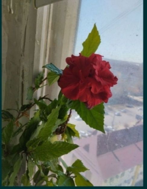 Продам комнатные цветы