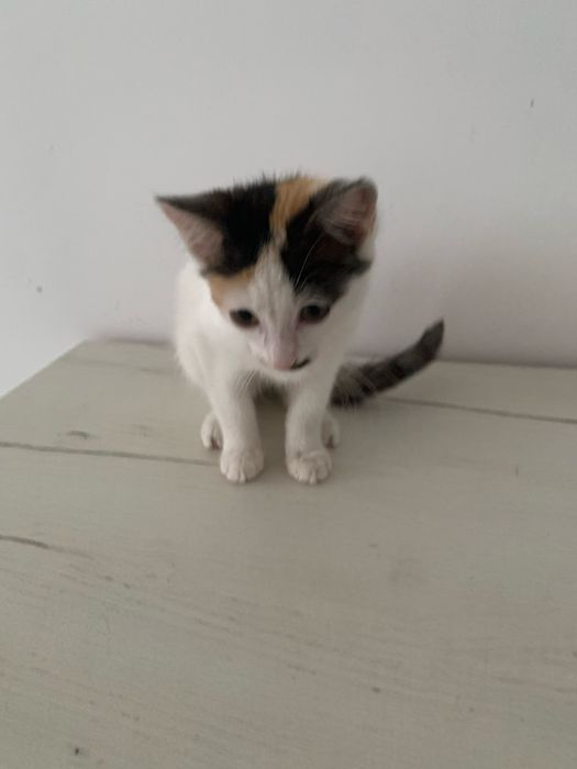 Котенок 2 месяца девочка
