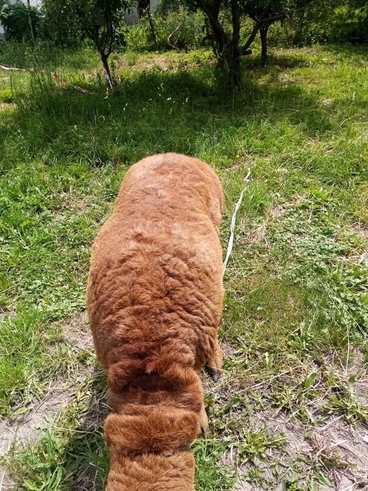 Қошқар сатылады   породалы.