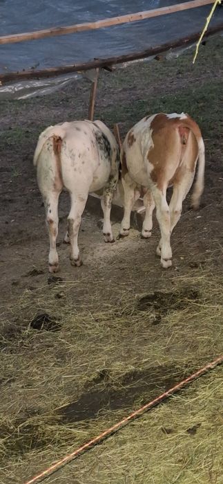 Vând vitei intercati