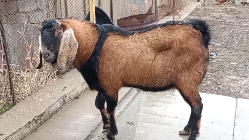 Коза Ешкі Коза ешкі