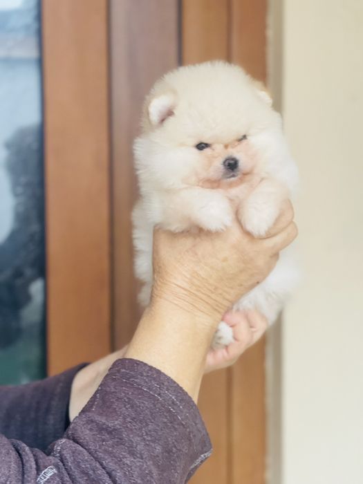 Померан мини