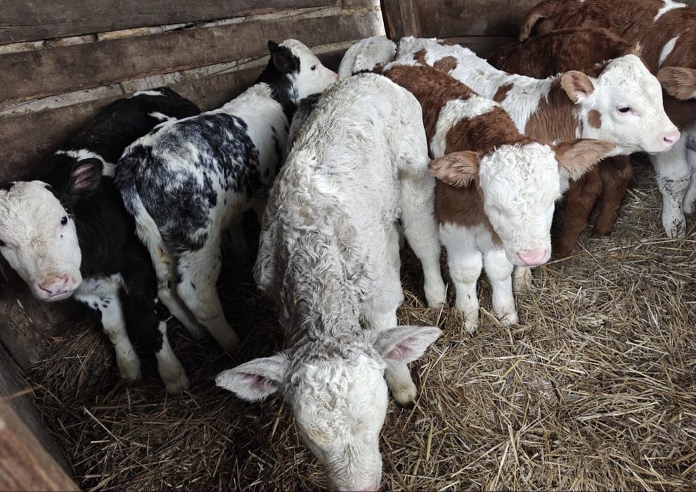 Aduc Vitei  intarcati pentru crescut ! Exemplare frumoase,