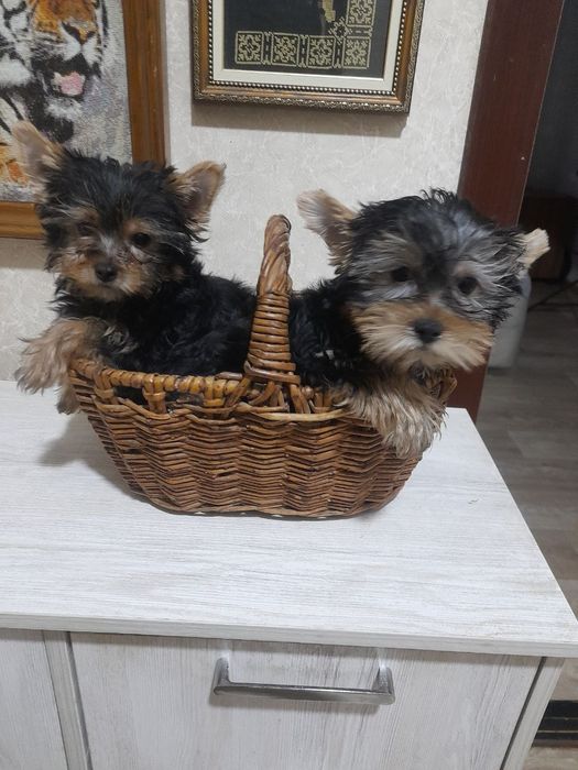 Продаются щенки йоркширского терьера