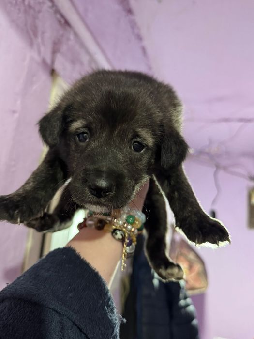 Отдам щенков в хорошие руки