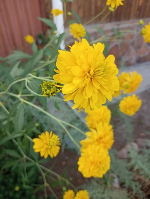 Продам рассаду цветов