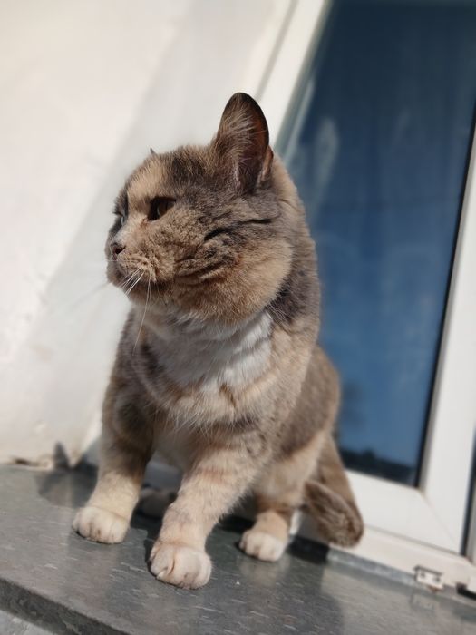 Взрослая кошка для своего дома