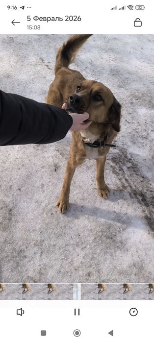 Ищем хозяина, собака, кабель с ошейником